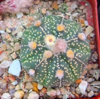 astrophytum ooibo gold  pink flovers
