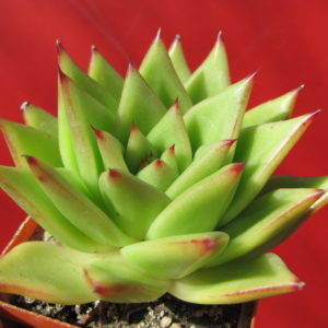 Echeveria    agavoides   *Lipstik*