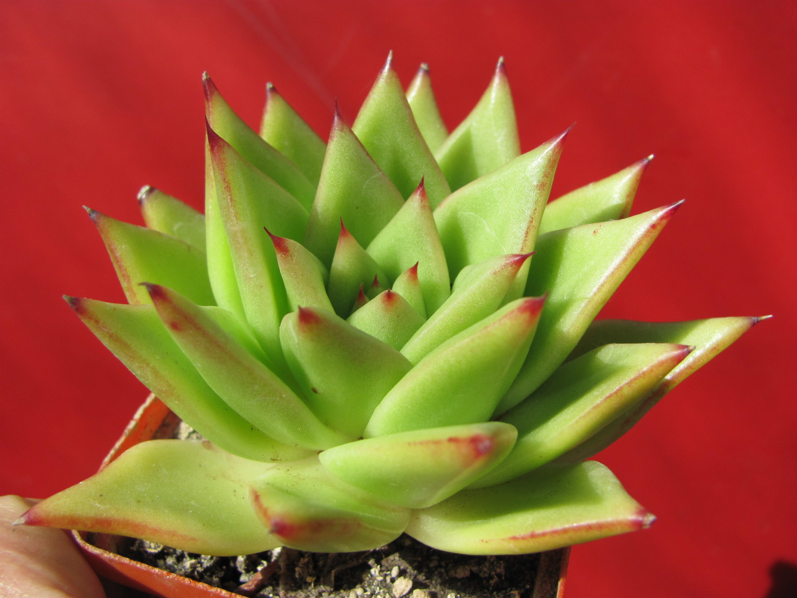 Echeveria agavoides *Lipstik*