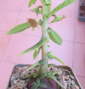 dorstenia hildebrandtii rubra