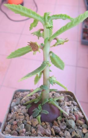 dorstenia hildebrandtii rubra
