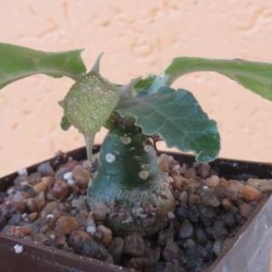 dorstenia foetida aff
