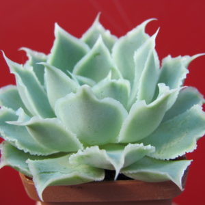 Echeveria   Laguna   Sanchez