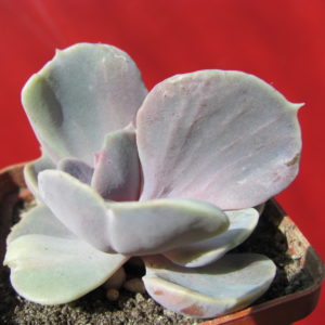 Echeveria    Perle  von  Nurnberg   *Monstr*