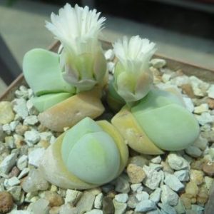 gybaeum album