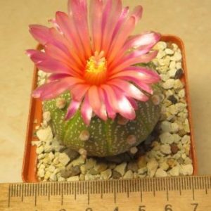 astrophytum akabana red
