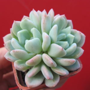 Echeveria   glauca