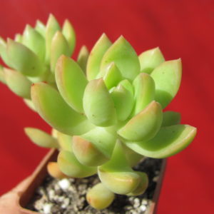 Sedum   adolphii