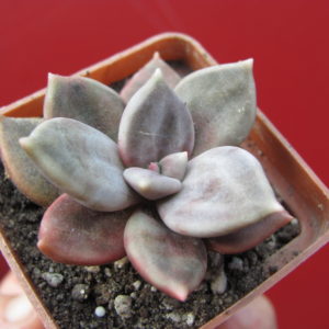 Echeveria    xichuensis