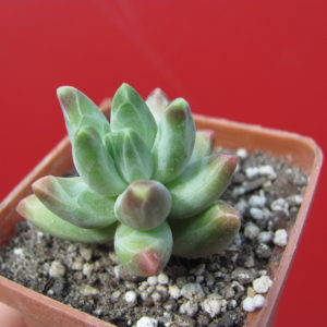 Pachyphytum   compactum   *Purple  Diamond*