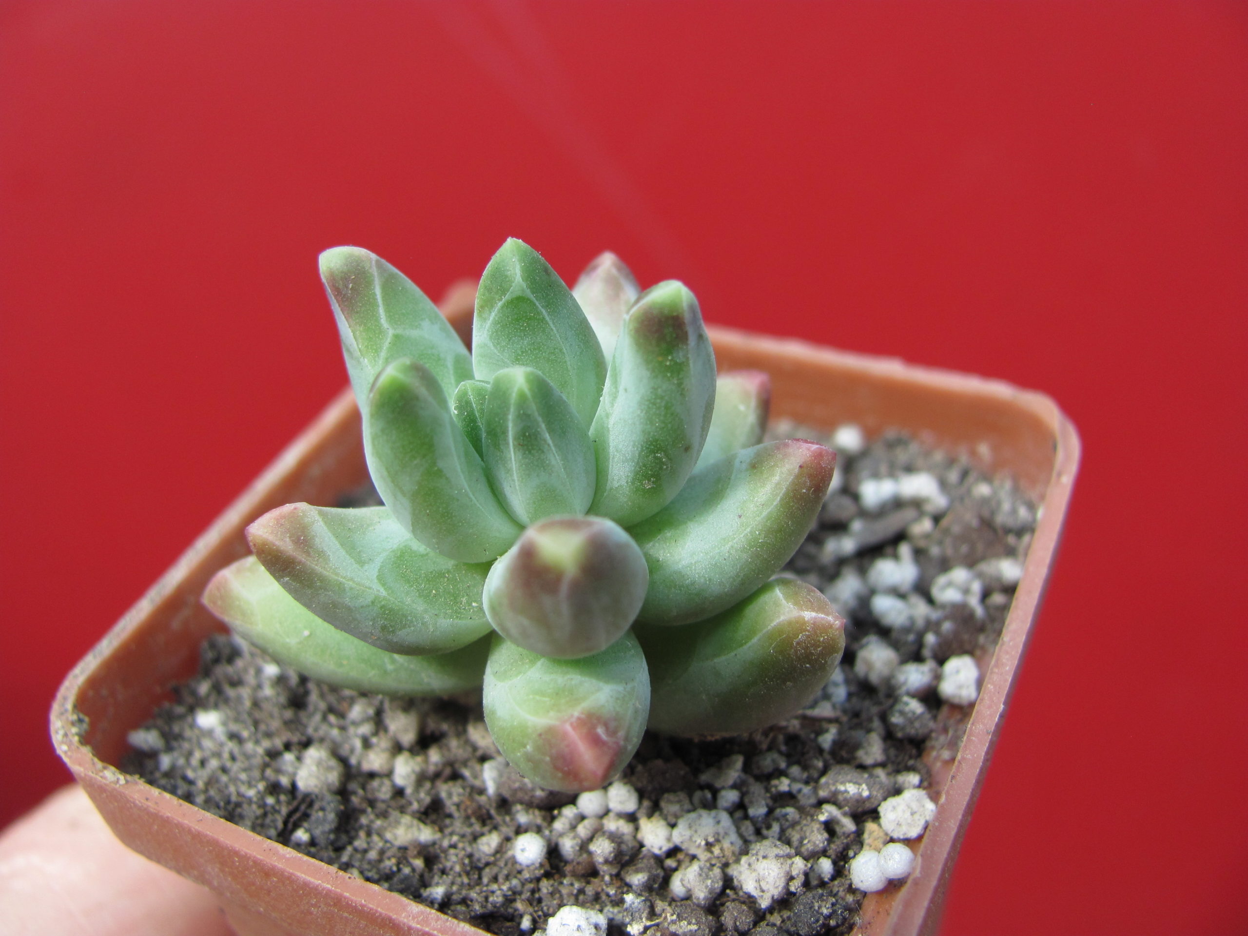 Pachyphytum   compactum   *Purple  Diamond*