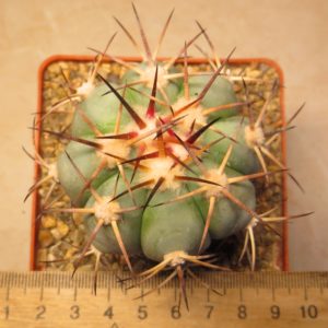 170.58 echinocactus horizonthalonium