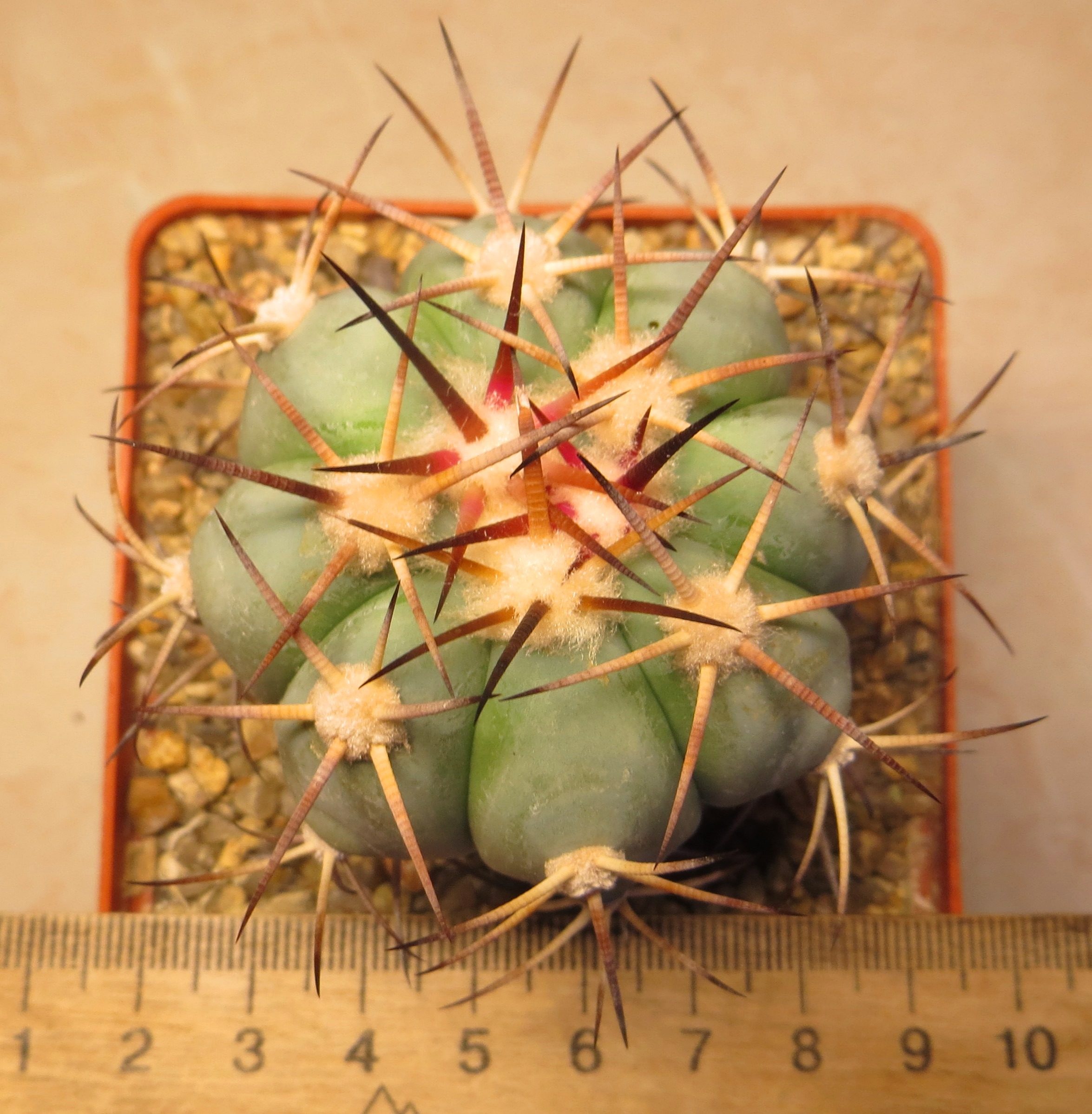 170.58 echinocactus horizonthalonium