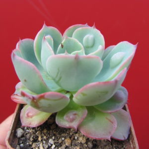 Echeveria   Raindrops