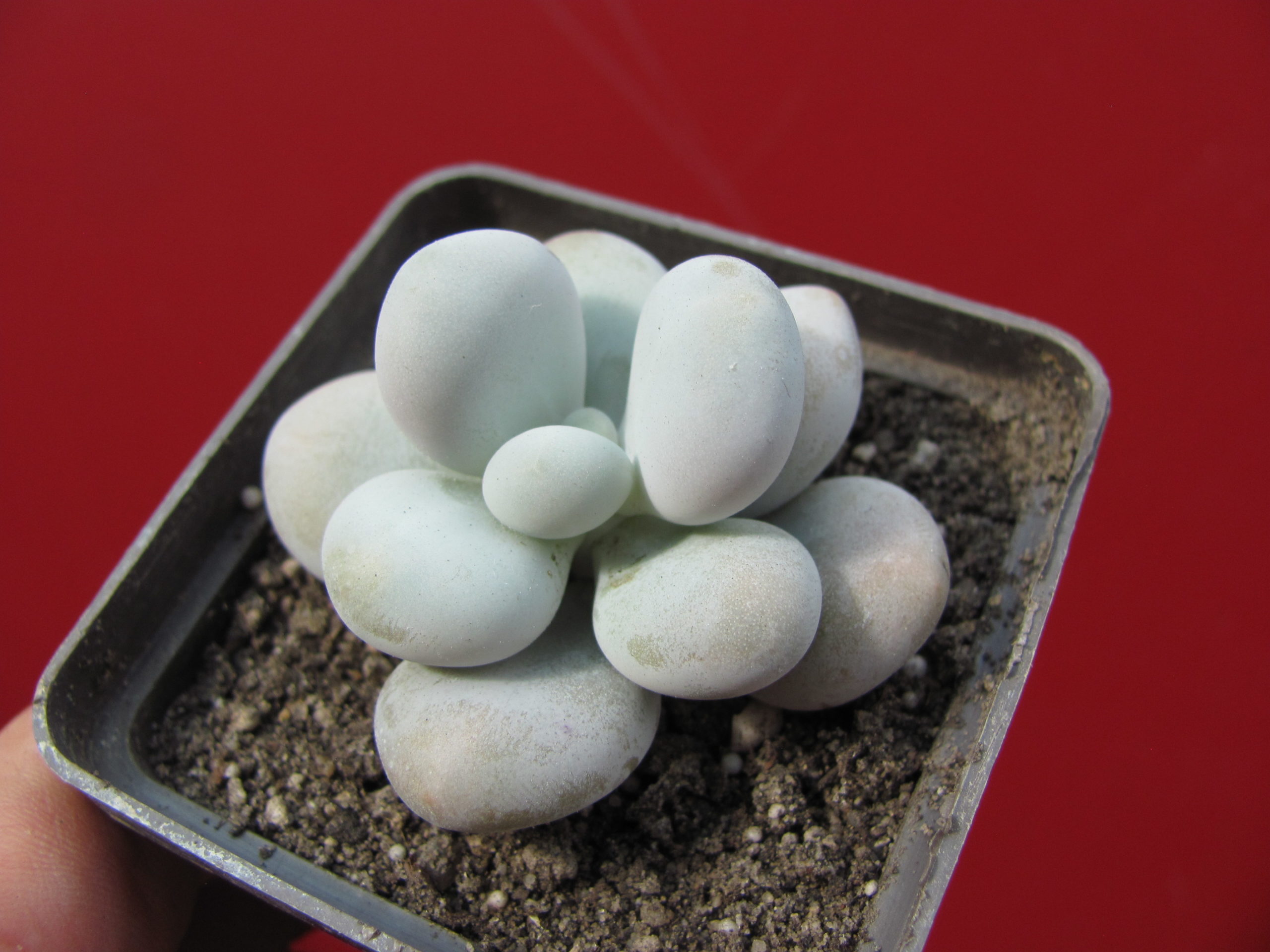 Pachyphytum    oviferum