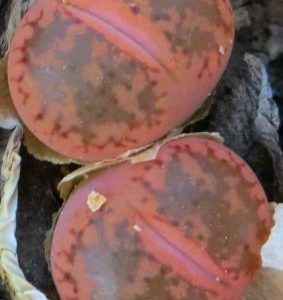 1542 lithops aucampiae C 2