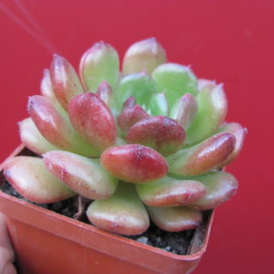 Echeveria    Fantasia   Carol
