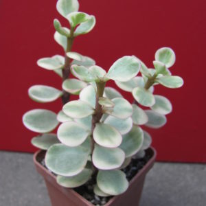 Portulacaria   afra   variegata