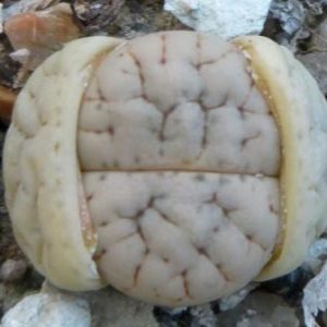 lithops gracilidelineata baseli