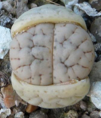 lithops gracilidelineata baseli