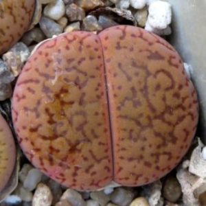 lithops aucampiae