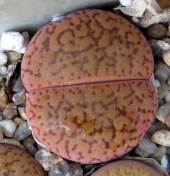 lithops aucampiae