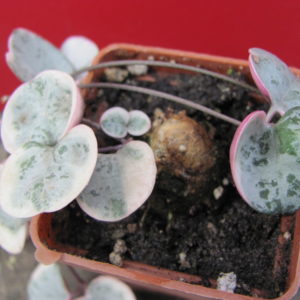 Ceropegia    woodii    variegata
