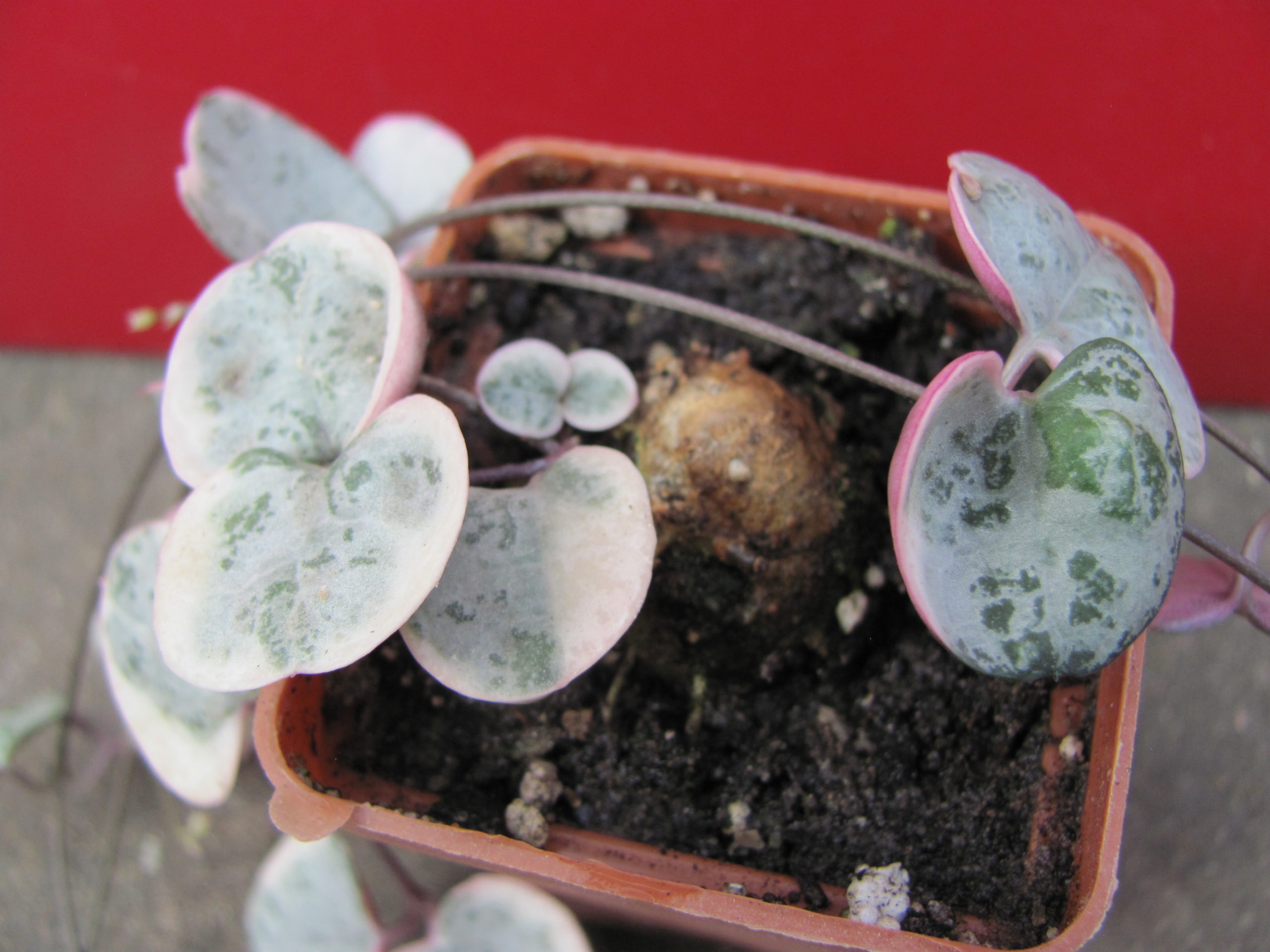 Ceropegia    woodii    variegata