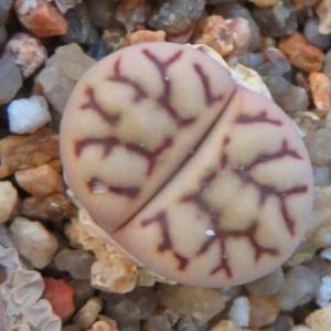 lithops bromfieldii v mennellii