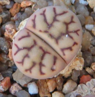 lithops bromfieldii v mennellii