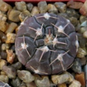 gymnocalycium prochazkianum CH 747