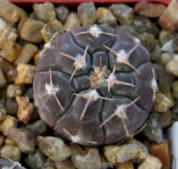 gymnocalycium prochazkianum CH 747