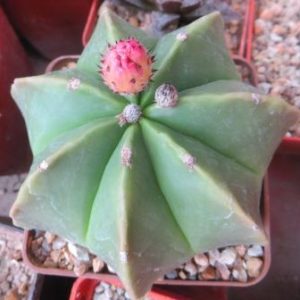 astrophytum nudum 6 ribs