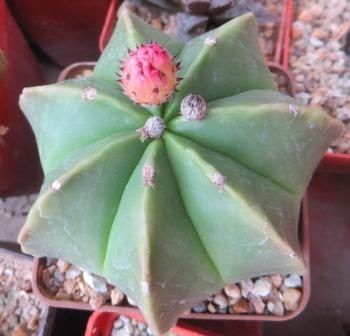 astrophytum nudum 6 ribs