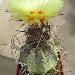 astrophytum capricorne v. major  10 лет