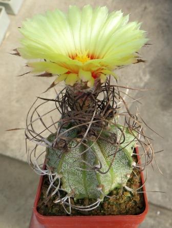 astrophytum capricorne v. major 10 лет