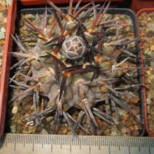 gymnocalycium piltziorum
