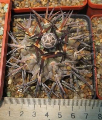 gymnocalycium piltziorum