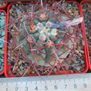 gymnocalycium castellanosii bozsingianum Piltz 4297