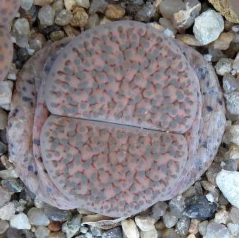lithops fulviceps lactina