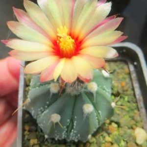 astrophytum pink