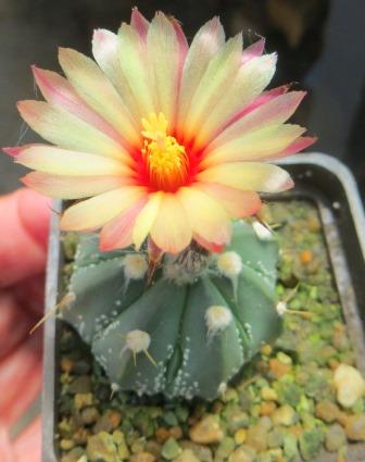 astrophytum pink