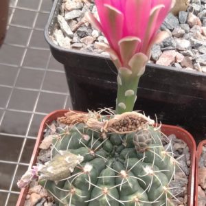 Gymnocalycium baldianum -s