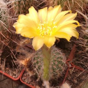 Lobivia aurea v. leucomala R116 -MG-