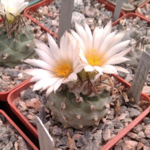 Turbinicarpus hofferi HO434