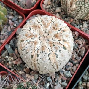 A. asterias cv. Supercabuto-