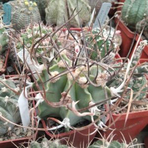 Astrophytum  crasispinum -s