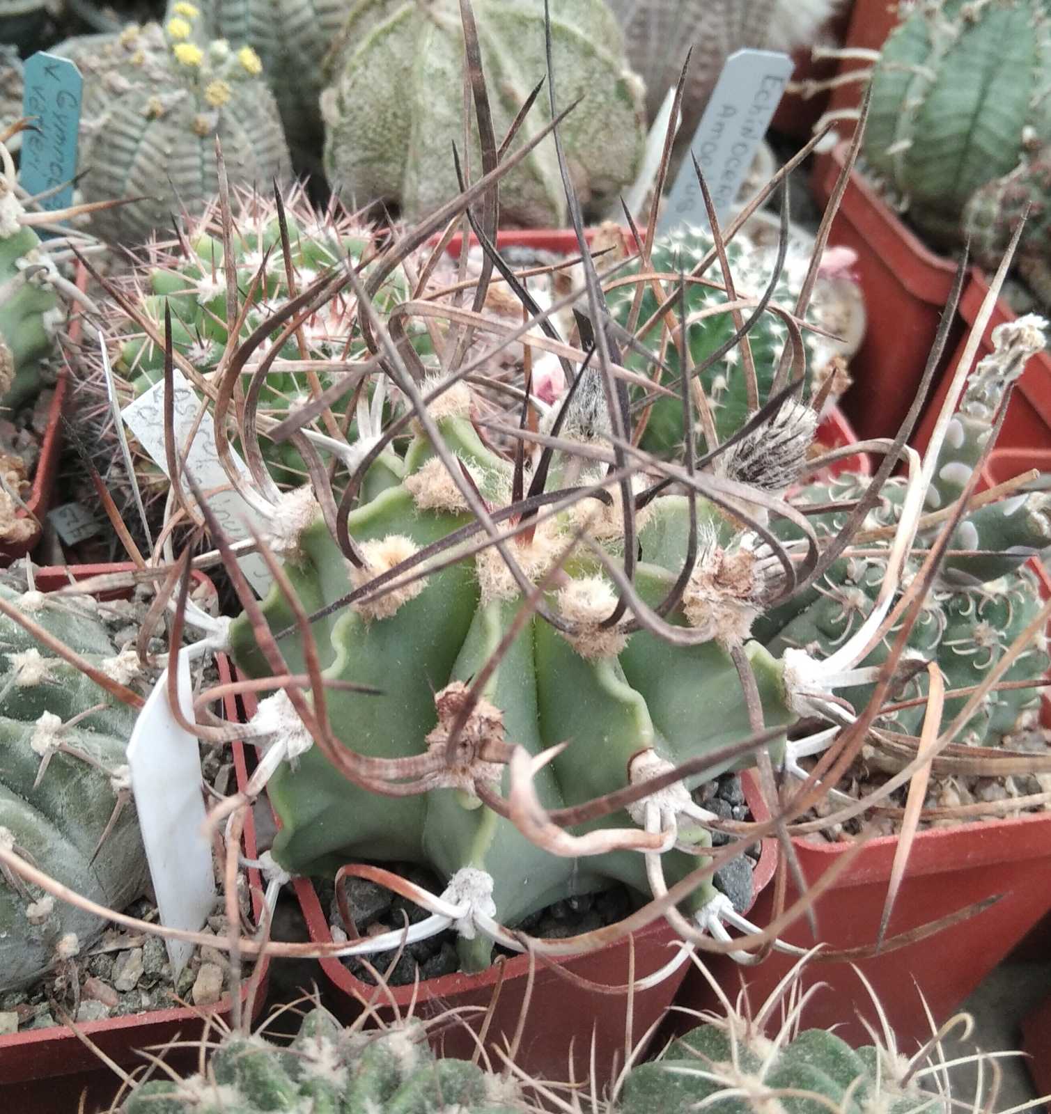 Astrophytum  crasispinum -s