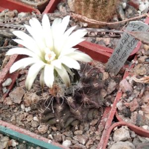 Neochilenia intermedia FK132-79 -MG- s