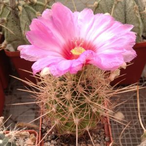 Thelocactus bicolor -s